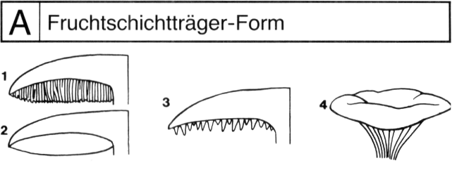 A Fruchtschichtträgerform.gif