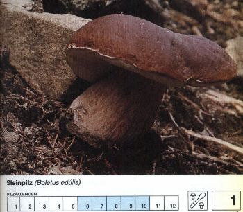 1_Steinpilz