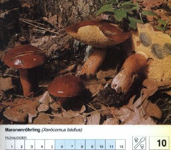10_Maronenroehrling