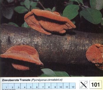 101_Zinnoberrote_Tramete