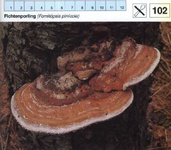 102_Fichtenporling