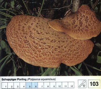 103_Schuppiger_Porling