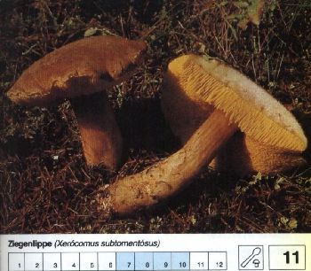 11_Ziegenlippe