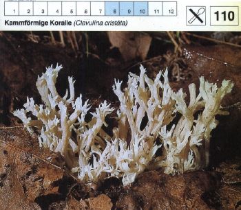 110 Kammförmige_Koralle