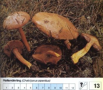13_Pfefferroehrling