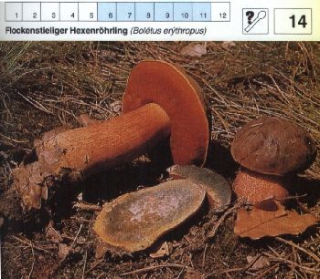 14_Flockenstieliger_Hexenroehrling