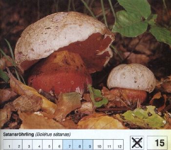 15_Satansroehrling