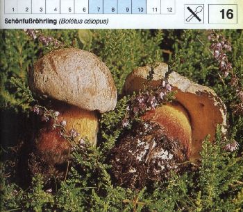 16_Schoenfussroehrling