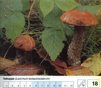 18_Rotkappe