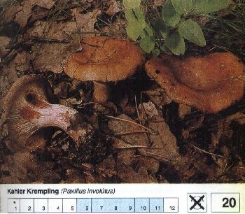 20 Kahler_Krempling