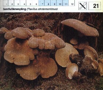 21_Samtfusskrempling