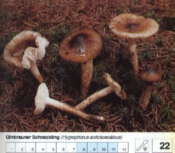 22 Olivbrauner_Schneckling