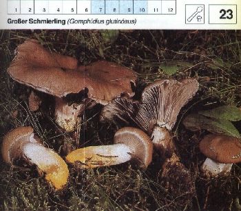23_Grosser_Schmierling