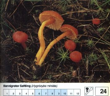 24_Menningroter_Saftling