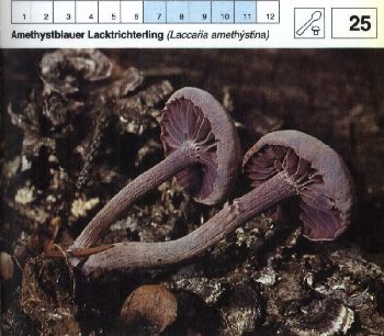 25_Amethystblauer_Lacktrichterling