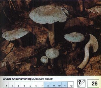 26 Grüner_Anistrichterling