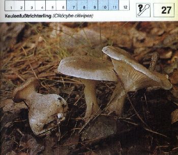 27_Keulenfusstrichterling