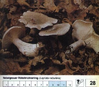 28_Nebelgrauer_Roeteltrichterling