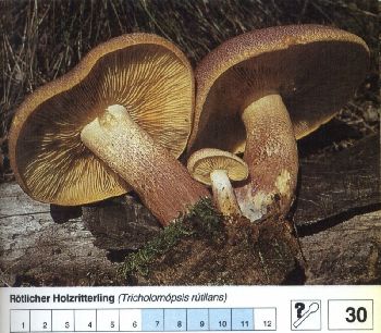 30 Rötlicher_Holzritterling