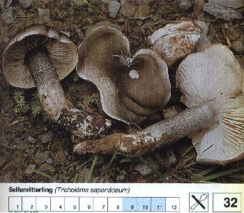 32 Seifenritterling