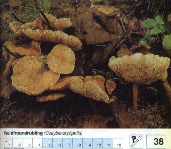 38 Waldfreundrübling