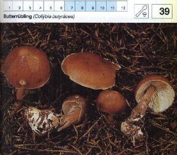 39_Butterruebling
