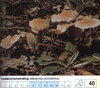 40_Knoblauchschwindling