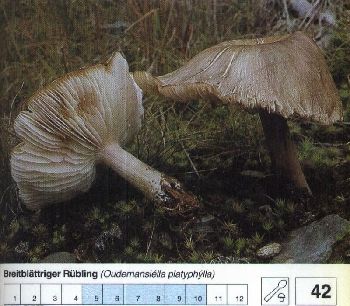42 Breitblättriger_Rübling