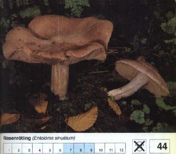 44_Riesenroetling
