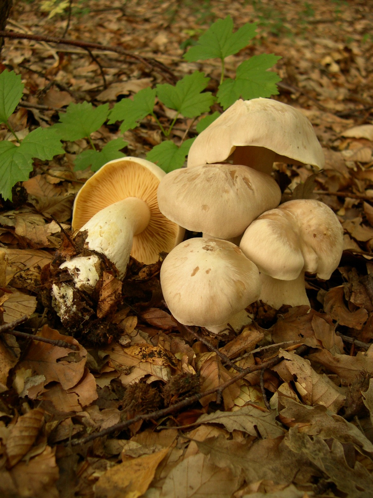 ../Bilder/44_Entoloma_Sinuatum_1.JPG