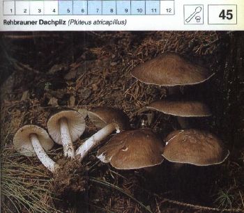 45 Rehbrauner_Dachpilz