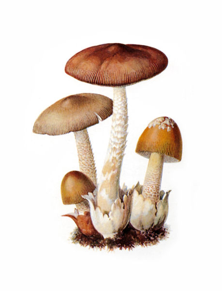../Bilder/46%20459px-Rotbrauner_Scheidenstreifling-1.jpg