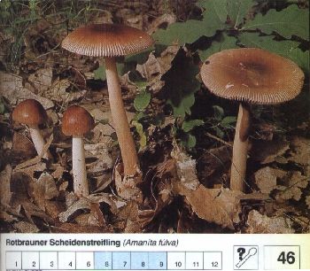 46 Rotbrauner_Scheidenstreifling