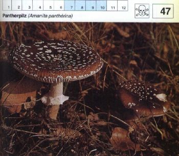 47_Pantherpilz