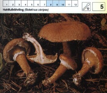 5_Hohlfußroehrling