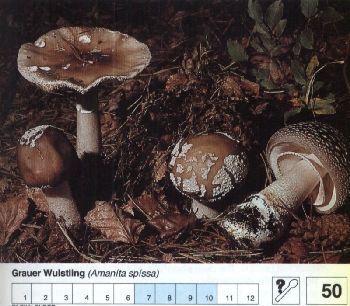 50_Grauer_Wulstling