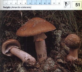 51 Perlpilz