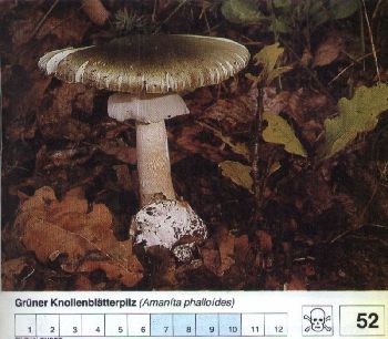 52 Grüner_Knollenblätterpilz