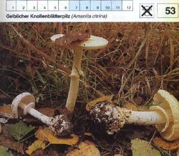 53 Gelblicher_Knollenblätterpilz
