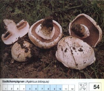 54_Stadtchampignon