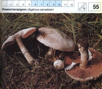 55_Wiesenchampignon