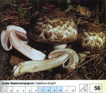 56 Großer_Waldchampignon
