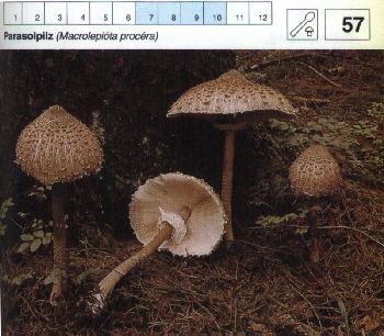 57 Parasolpilz