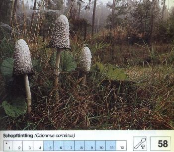 58 Schopftintling