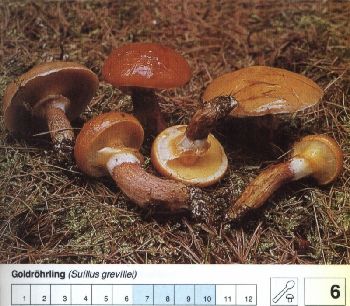6_Goldroehrling