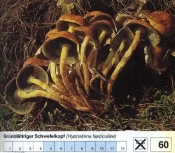 60_Gruenblaettriger_Schwefelkopf
