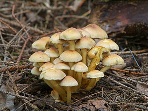 ../Bilder/60_Hypholoma_fasciculare_LC0091.jpg