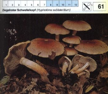 61 Ziegelroter_Schwefelkopf