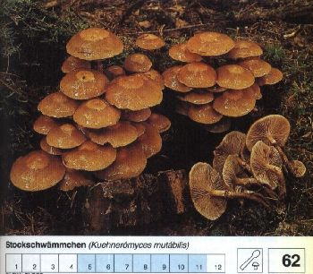 62_Stockschwaemmchen