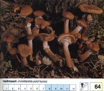 64_Hallimasch